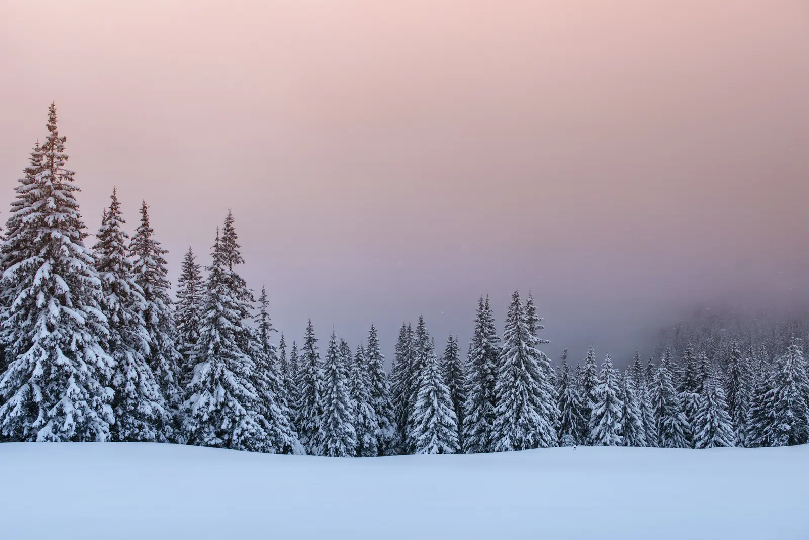 Snow-covered firs along a ridge with hills receding into haze, for Numminen Advisory interim CFO cover